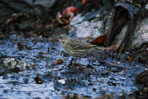 scandrockpipit_cloneastrand_13042009_dsc_0096.jpg
