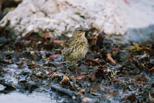 scandrockpipit_cloneastrand_13042009_dsc_0108.jpg
