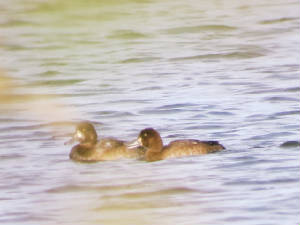 scaup_knockaderry_02102012_md_105.jpg