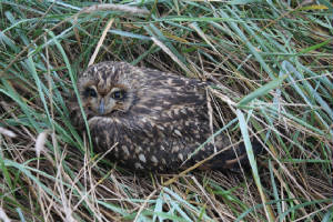 seowl_nrcheekpoint_30102011_img_3725_ah.jpg
