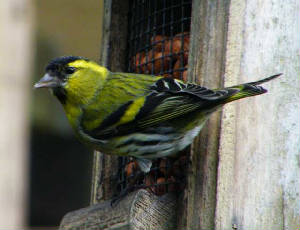 siskin_carrignagour_02052010.jpg