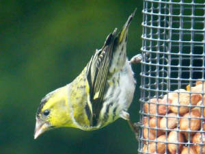 siskin_dungarvan_11march2006_3.jpg