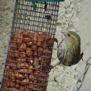 siskin_dungarvan_14022009_snv31955.jpg