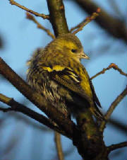 siskin_female_dungarvan_25122007_p1120762.jpg