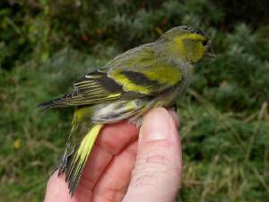 siskin_male_brhd_14oct2007.jpg