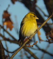 siskin_male_dungarvan_25122007_p1120750.jpg