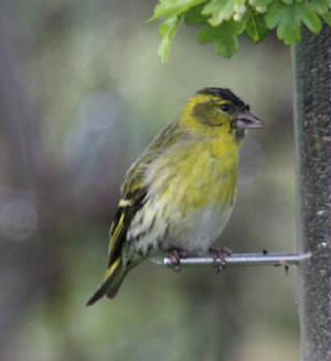 siskin_male_strandside_21042012_dc_img_3700_medium.jpg