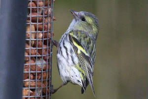 siskin_strandside_10042010_img_2292_small.jpg