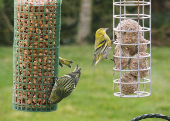 siskins_gorteen_02032013_mk_sam_5316.jpg