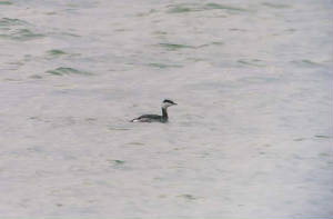 slavgrebe_dungarvan_01012011_snv36647.jpg