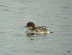 smew_tramore_14112009_snv34915.jpg