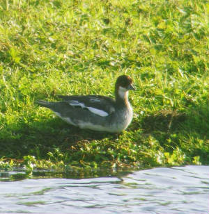 smew_tramore_15112009_snv34968.jpg