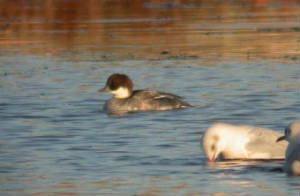 smew_tramore_27122009_158.jpg
