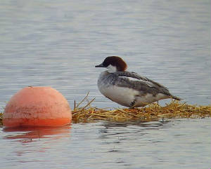 smew_tramoreboatlake_14022010_snv33751.jpg