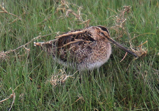 snipe_ballyneety_04032013_dc_img_7895_medium.jpg