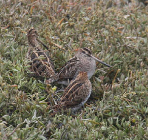 snipe_barnawee_25112012_dc_img_1585_medium.jpg