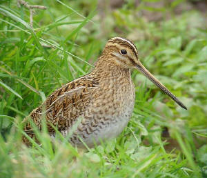 snipe_cunnigar_17102010_snv35728.jpg