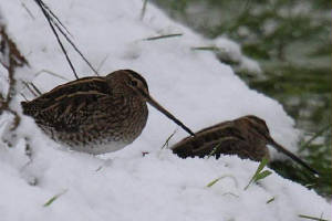 snipe_mahonbridge_07012010_img_5814_small.jpg