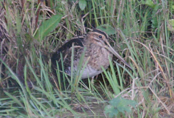 snipe_portlaw_01112011_img_1218_small.jpg