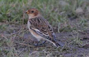 snowbunting_bunmahon_12nov2005.jpg