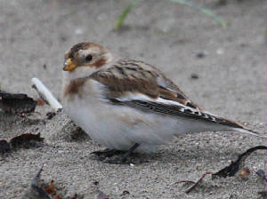 snowbunting_cunnigar_24102011_img_0093_small.jpg