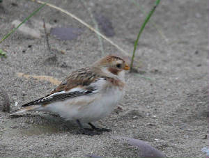 snowbunting_cunnigar_24102011_img_0098_small.jpg