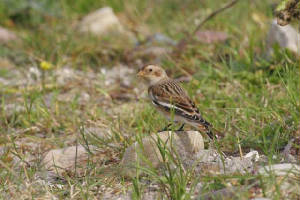 snowbunting_cunnigar_8nov2006_mg_3443s.jpg