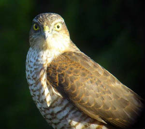 sparrowhawk_dungarvan_25nov2006.jpg