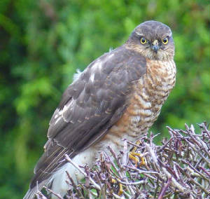sparrowhawk_dungarvan_26nov2006.jpg