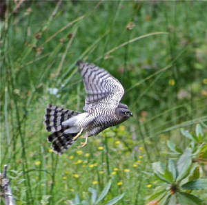 sparrowhawk_nrlismore_july2010_img_2277.jpeg.jpg