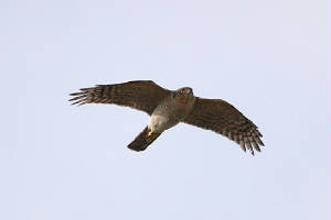 sparrowhawk_whitingbay_24032010_img_9724_small.jpg