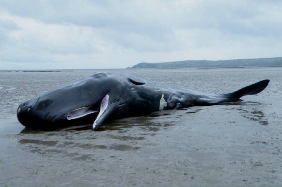 spermwhale1a_cunnigar_19082011.jpg
