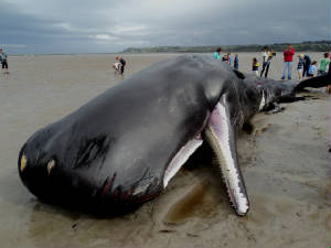 spermwhale_cunnigar_19082011_dsc03889.jpg