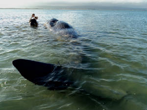spermwhale_cunnigar_19082011_dsc03907.jpg