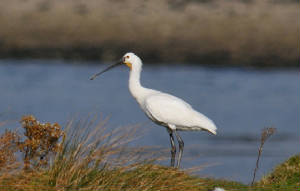 spoon_dungarvan_08112012_adm_6.jpg