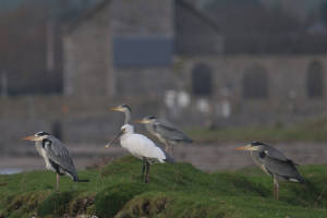 spoonbill_abbey_dungarvan_am_22012012.jpg