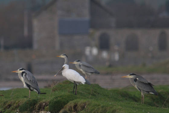 spoonbill_abbey_dungarvan_am_22012012.jpg