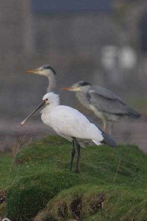 spoonbill_abbey_dungarvan_am_22012012_crop.jpg