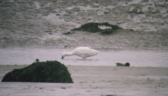 spoonbill_dungarvan_10022012_foc_dsc05666.jpg