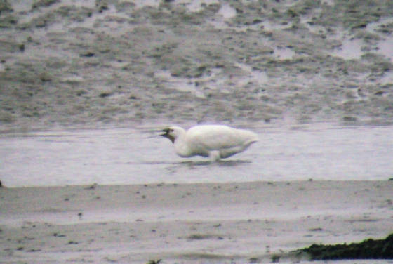 spoonbill_dungarvan_10022012_foc_dsc05671.jpg