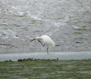 spoonbill_dungarvan_24072010_snv34665-1.jpg