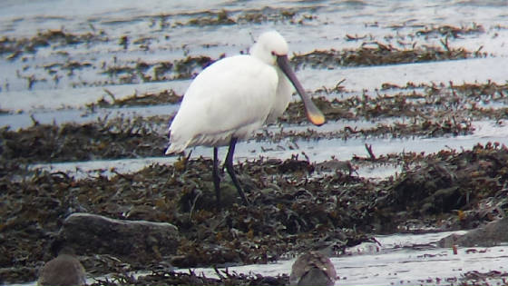spoonbill_dungarvan_rz_09122013.jpg