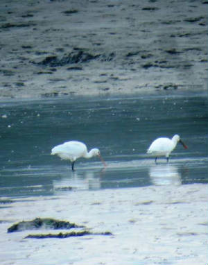 spoonbills_dungarvan_08112010_p1240964.jpg