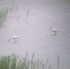 spoonbills_dungarvan_18072010_snv34650.jpg