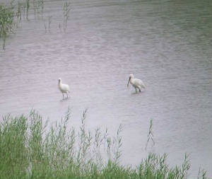 spoonbills_dungarvan_18072010_snv34652.jpg
