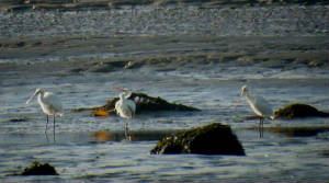 spoonbills_dungarvan_19112010_p1250508.jpg