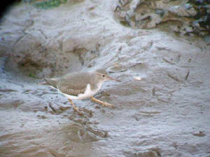 spottedsandpiper_tourig_nov2007_dscf1033.jpg