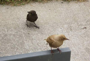 starling_leucistic_waterfordcity_05062009_p6050045.jpg