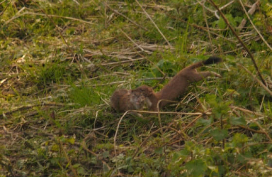 stoat_ardmore_06042013_adm_1s.jpg