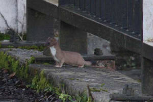 stoat_dromanabridge_14022011_img_4344_small.jpg
